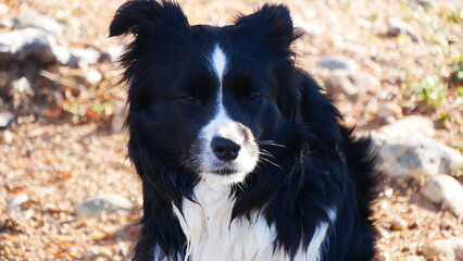 Border Collie