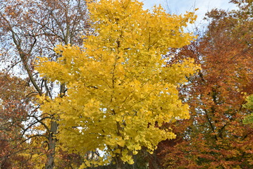 Fototapeta premium Gingko biloba en automne 