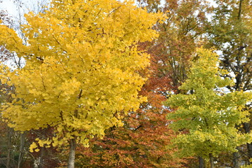 Gingko biloba en automne 