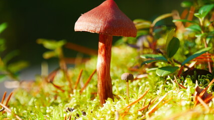 Spitzkegeliger Kahlkopf