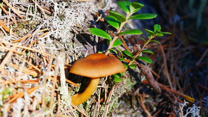 Zimtbrauner Hautkopf