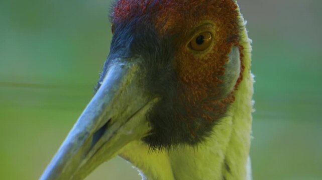 Close up of White-naped crane head and beak looking around on a sunny day