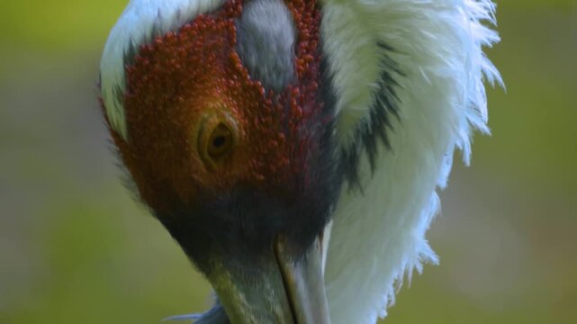 Close up of White-naped crane head and beak looking around and grooming on a sunny day