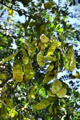 Fototapeta premium The leaves and seed pods of the Albizia (Albizia lebbeck)