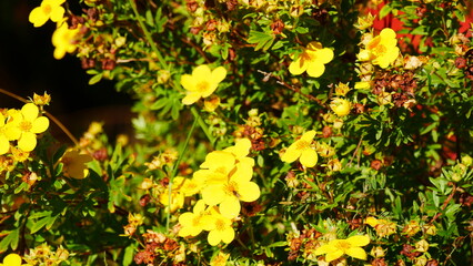 F&uuml;nffingerstrauch