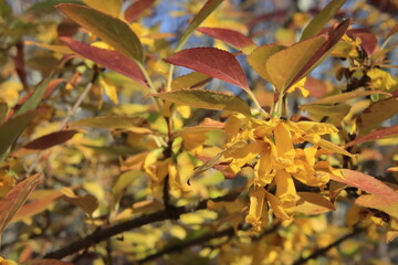 forsythia blooms in the foliage