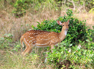A lone spotted Deer standing looking directly into camera, in Wilpattu National Park, Sr Lanka