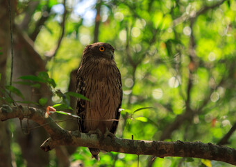 brown fish owl (Ketupa zeylonensis) - resting on a tree branch with a natural sunlit green canopy background - Wilpattu National Park, Sri Lanka