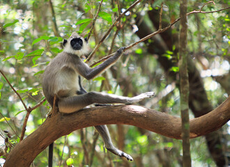 Black faced Langur Monkey resting in the tree canopy looking into camer, Wilpattu National Park, Sri Lanka