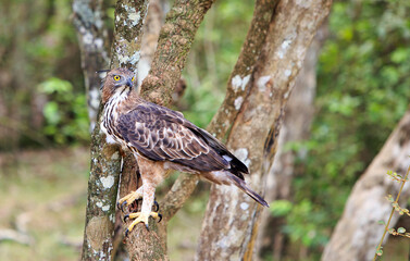 The crested hawk-eagle, also known as the changeable hawk-eagle, is a bird of prey in Sri Lanka. It inhabits forests, open woodlands, and plantations, and is known for its powerful hunting skills
