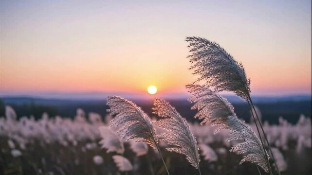 Golden sunset illuminates a field of tall, feathery grass creating a serene and tranquil natural landscape