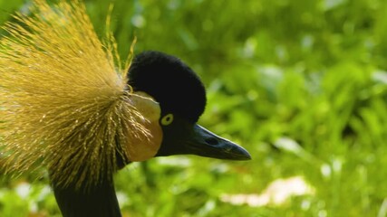 Close up of black crowned crane head and beak looking around while resting ona meadow on a sunny day