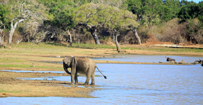 Asian Elephant in Yala National Park, splashing water over itself, with a natural forest background. There is a small herd of out of focus buffal in the distance - Powered by Adobe