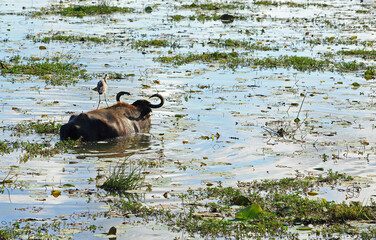 African Grey Heron hitching a ride on the back of an Asian Water Buffalo in Yala National Park, Sri Lanka