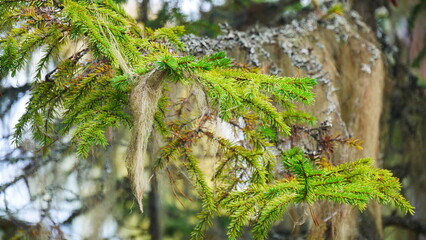 Fototapeta premium Flechten