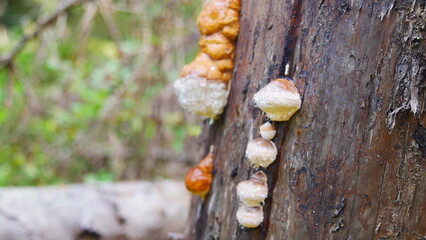 Baumpilz