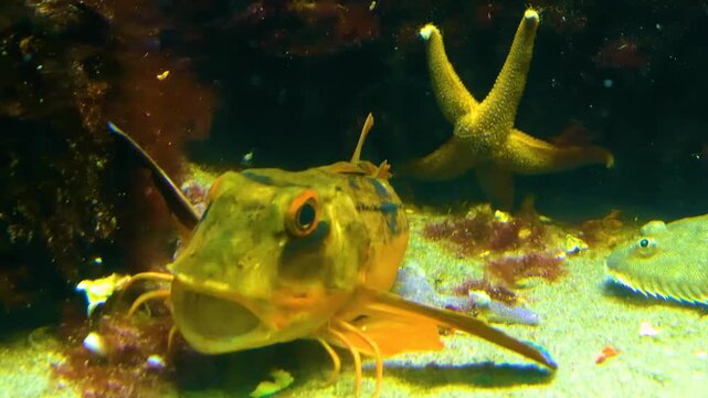 Close up of a Tub Gurnard robbin fish moving and walking with legs  along the sea ground underwater