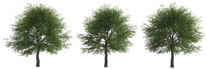 tree isolated on white background