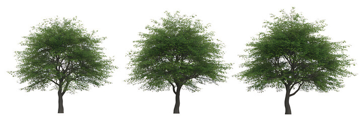 green tree isolated on white background