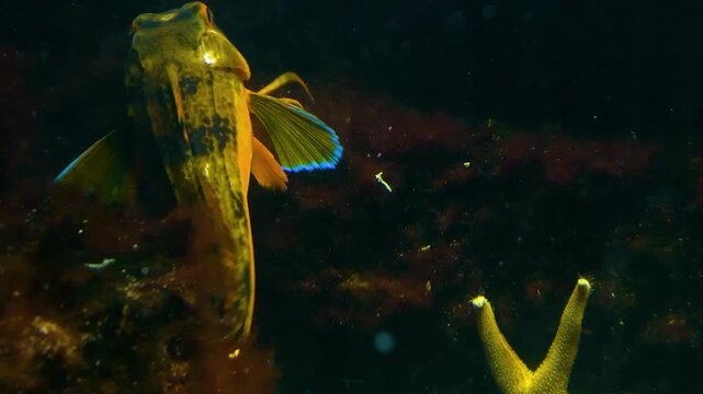 Close up of a Tub Gurnard robbin fish moving and walking with legs  along the sea ground underwater