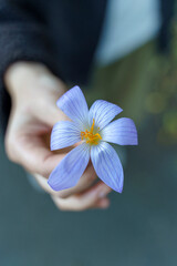 Saffron Flower in Hand. Natural Beauty Essence