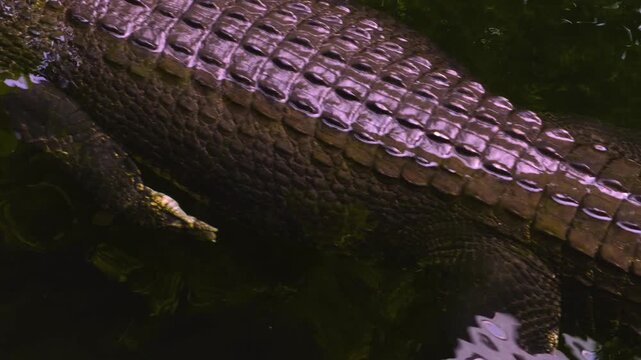 Close up of large crocodile resting on the surface of a lake with a pan across the body