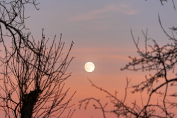 Looking up to full moon up in the sky with branches of tree in the foreground on an autumn sunset...