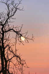 Looking up to full moon up in the sky with branches of tree in the foreground on an autumn sunset with colorful sky. Photo taken October 4th, 2025, Zurich, Switzerland.