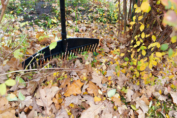 Low Angle Close-Up of Rake on Wet Fallen Autumn Leaves and Green Grass