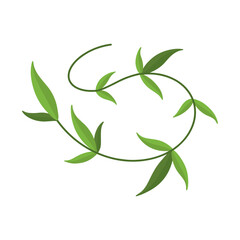 Green vine with leaves swirling on white background