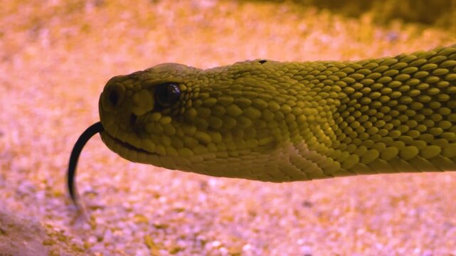 Close up of rattlesnake head in the desert sand, it's tongue comes out