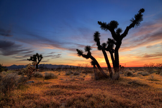 High Desert Sunset With Joshua Trees And Spring Flowers