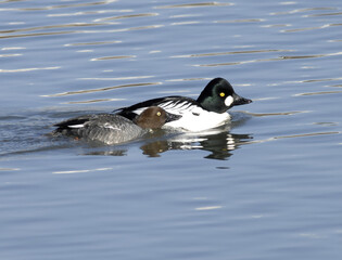 Anas zonorhyncha, eastern spot-billed duck with yellow-tipped bill and iridescent blue wings, photographed in Korea.