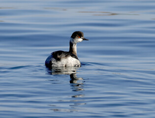 Anas zonorhyncha, eastern spot-billed duck with yellow-tipped bill and iridescent blue wings, photographed in Korea.