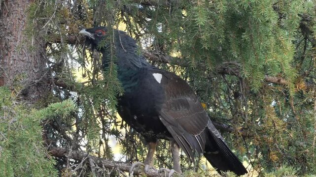 capercaillie male sitting in the tree and looking for hens on the ground 194n