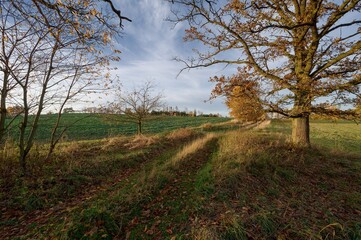 View of a dirt road, November afternoon, slightly cloudy sky, yellow leaves on trees, November, low sun