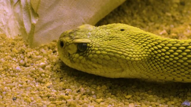 Close up of rattlesnake head in the desert sand, it's tongue comes out