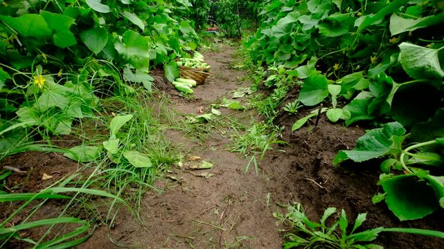 Moving camera up from ground level revealing blooming cucumber plants tangled to arch shaped trellis and freshly harvested gherkins laying on ground and in wicker basket