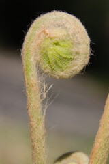 young coiled fern