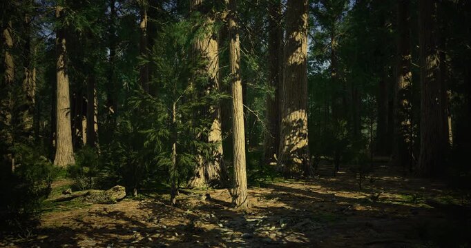 Sunlight filters through tall trees in a tranquil forest, creating a patchwork of light and shadow on the forest floor. A peaceful atmosphere invites exploration and reflection amidst nature.