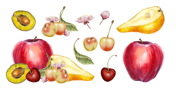 Watercolor composition set with red appl, pear slice cherry plum half and blossoms. Illustration for food packaging, juice labels kitchen prints fruit markets and healthy eating themes.