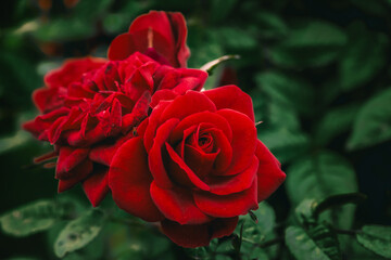 A beautiful bush of red roses in the garden in close-up