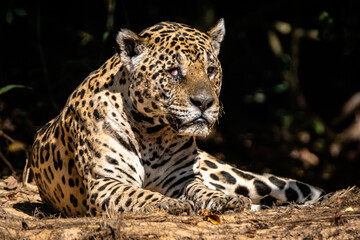 Jaguar