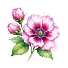 Obraz premium Delicate pink anemone flower blossoms with green leaves detailed watercolor painting isolated on transparent background