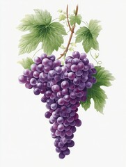 Obraz premium Grape Cluster: A vibrant illustration showcasing a lush cluster of ripe grapes, bursting with color and freshness, complemented by delicate leaves and vines.
