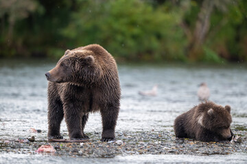 Alaskan brown bear sow and cub standing at Brooks River on a rainy day
