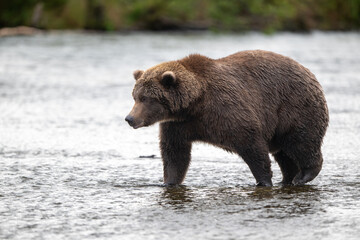 Alaskan brown bear standing in Brooks River