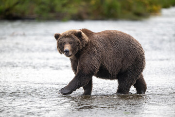 Alaskan brown bear standing in Brooks River
