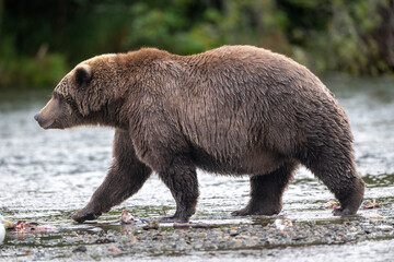 Alaskan brown bear standing in Brooks River