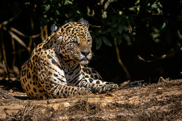 Fototapeta premium Jaguar